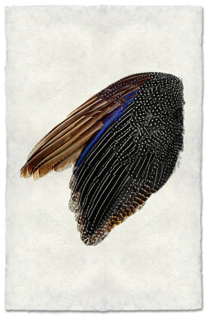 Guinea Fowl Wing (left)