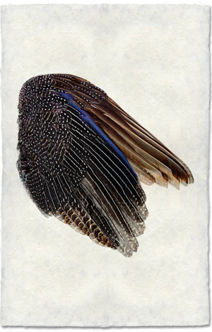 Guinea Fowl Wing (right)